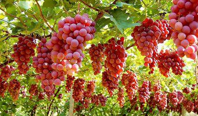 红提葡萄树春、冬两季如何进行修剪? 红提葡萄树春、冬两季如何进行修剪?